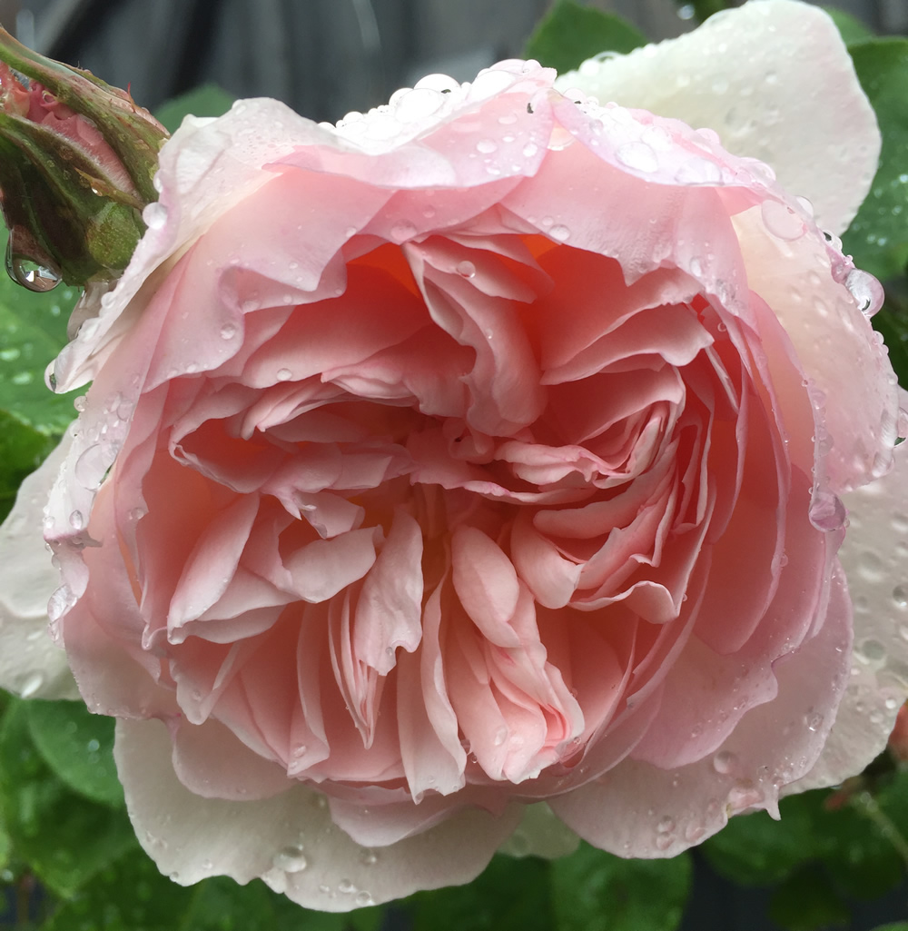 Edible rose Gentle Hermione in the rain