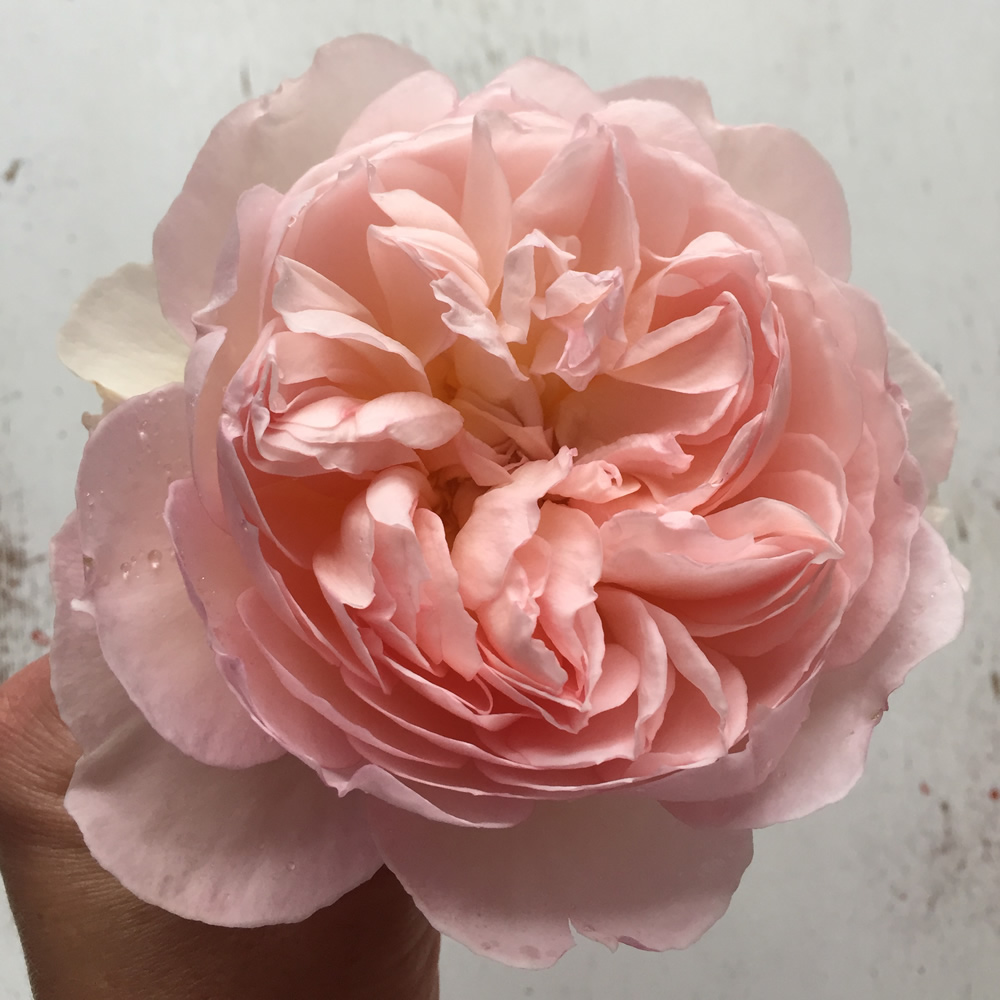Pink Gentle Hermione rose