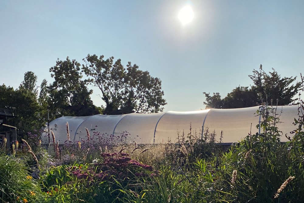 Polytunnel in the sunshine