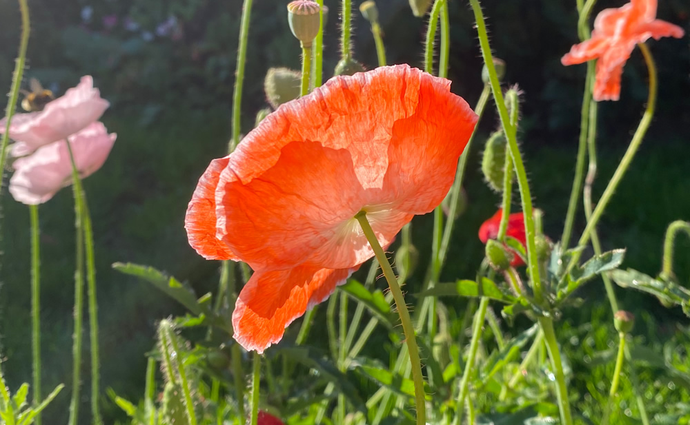 A red poppy flower with sunlight shining through the petals