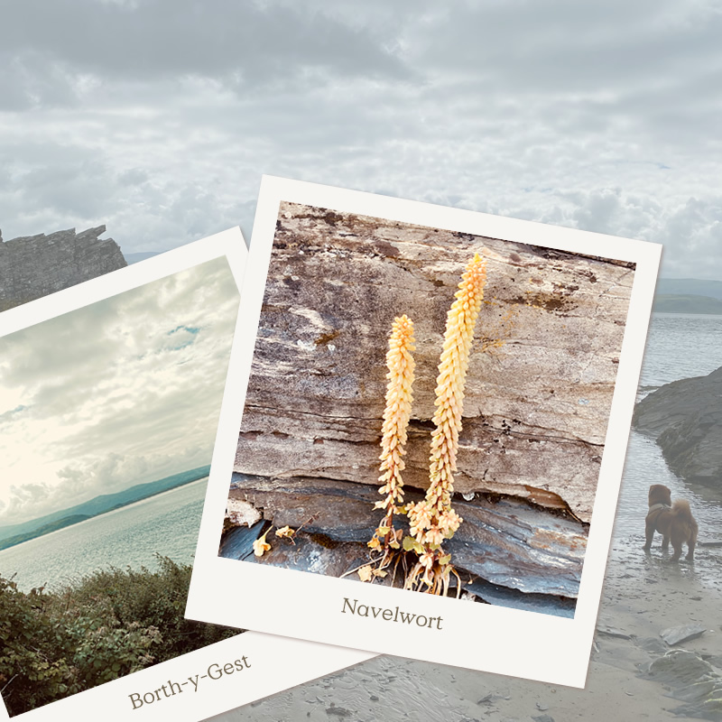 Polaroid style images of the North Wales coast and Navelwort growing out from a slate wall