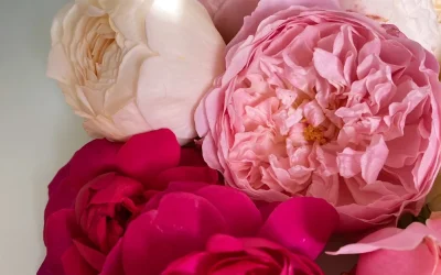 Roses but not the same