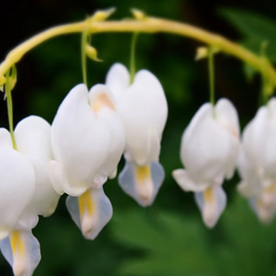 White dicentra flowers