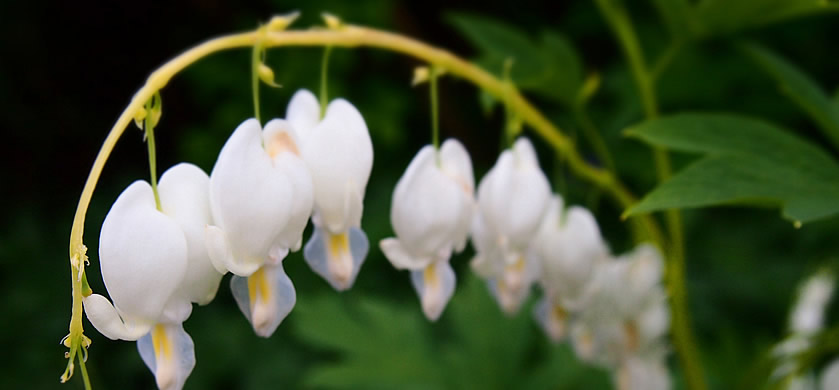 White dicentra given to me by a friend