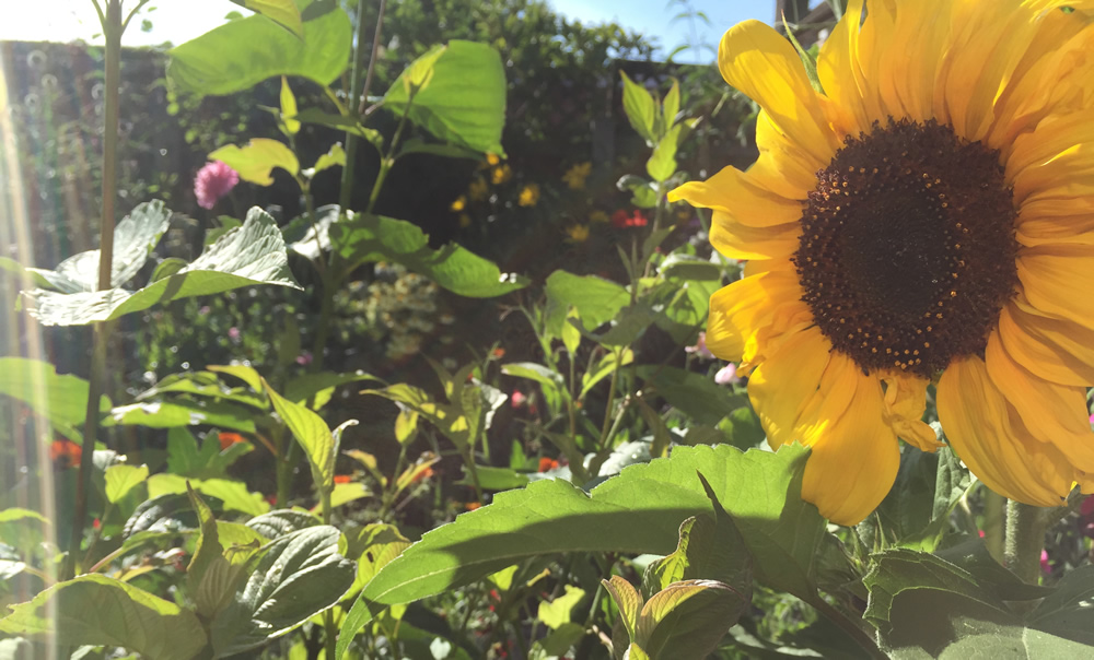 Sunflowers in the sunshine