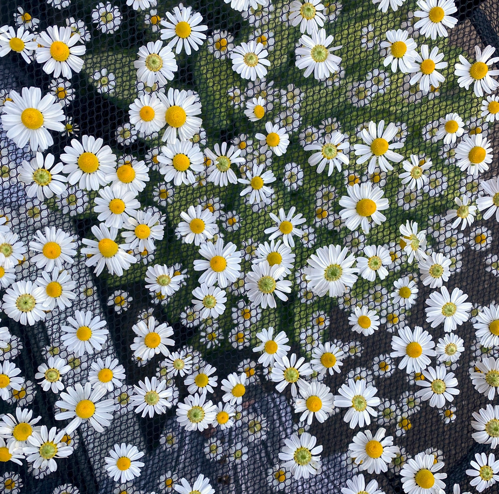 Chamomile flowers spread out in a drying rack
