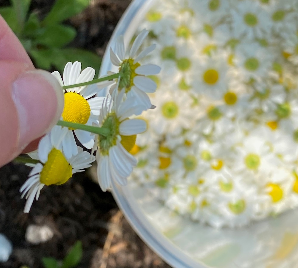 Chamomile flowers being picked and put into a container