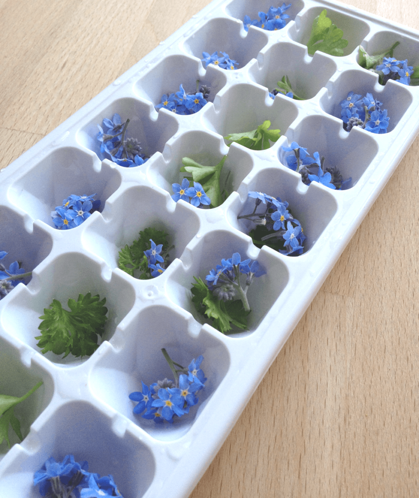 Making edible flower ice cubes
