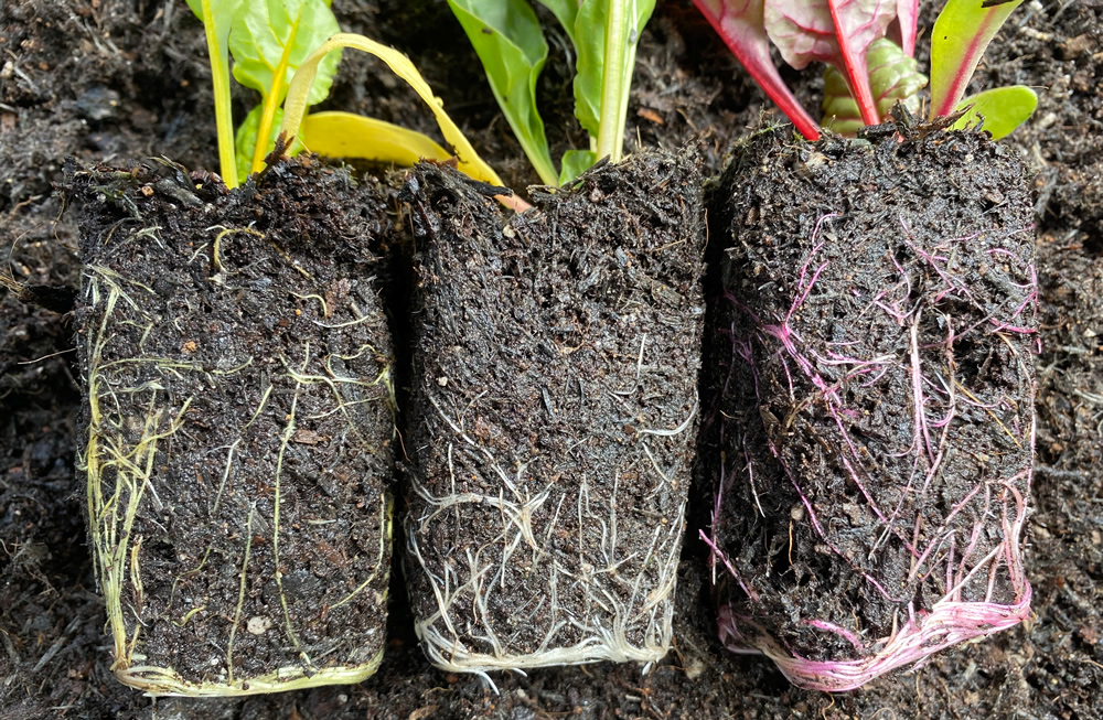Rainbow chard roots