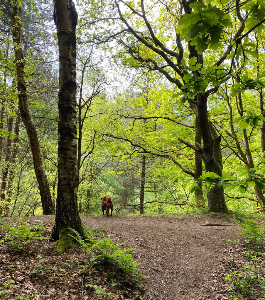 Woodland scene with little dog in foreground