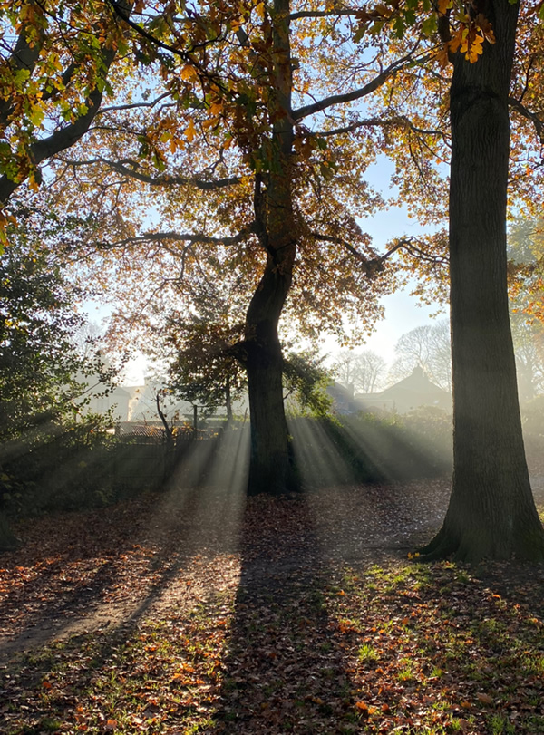 Low sunliht shining either side of an oak tree