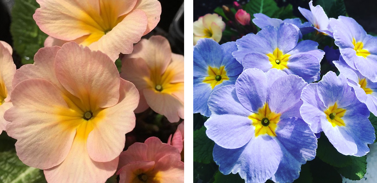 Apricot and blue coloured primroses