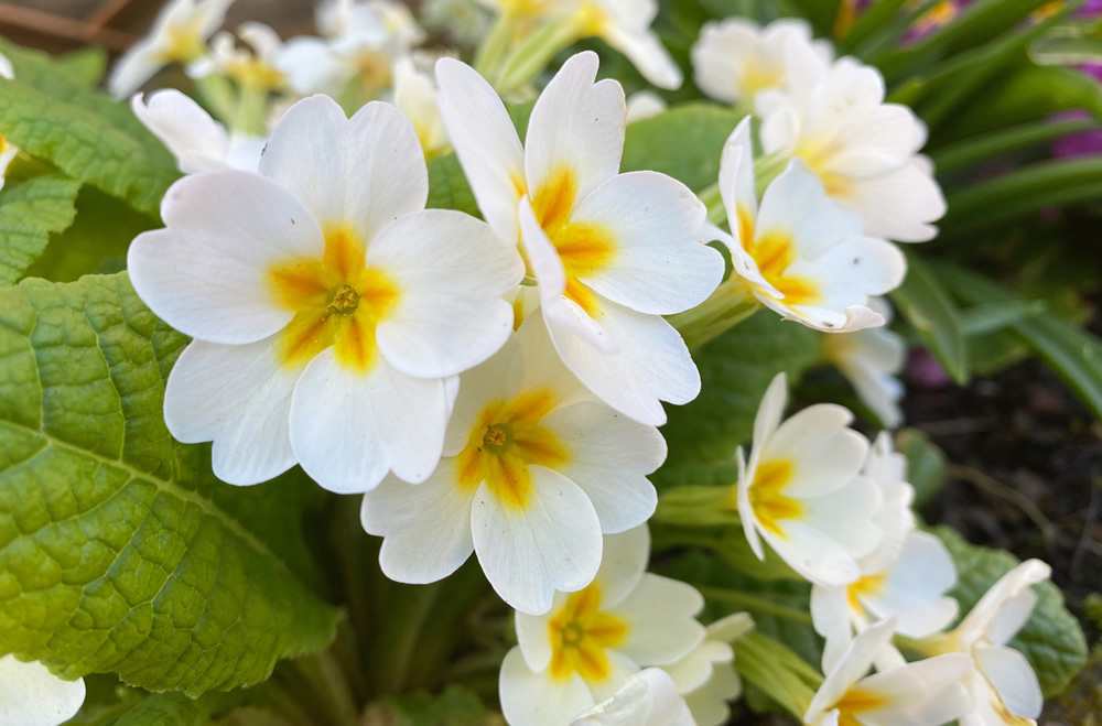 Cream and yellow primroses