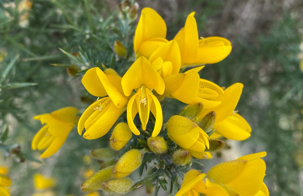 Gorse bush in flower