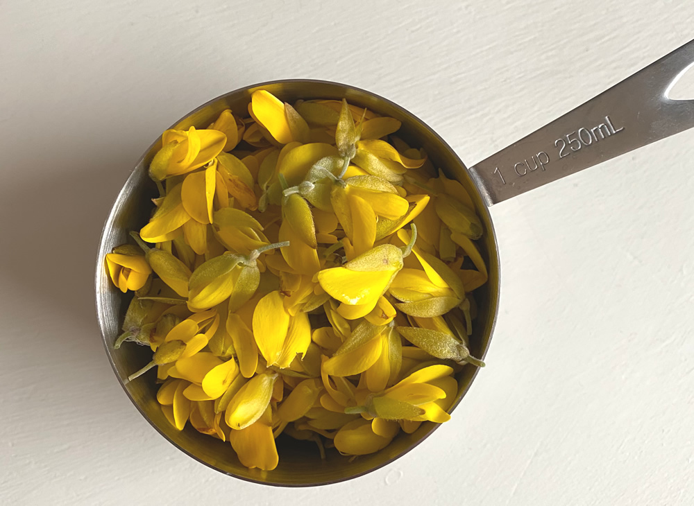 A cup of foraged gorse flowers