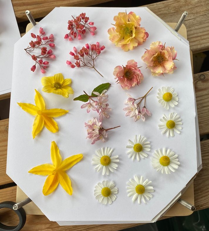 Flowers laid on white paper inside the flower press