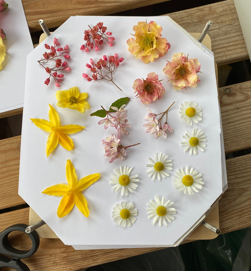 Flowers on white paper in a flower press