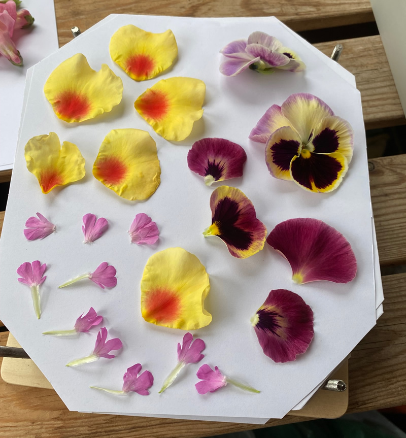 Petals on white paper waiting to be pressed