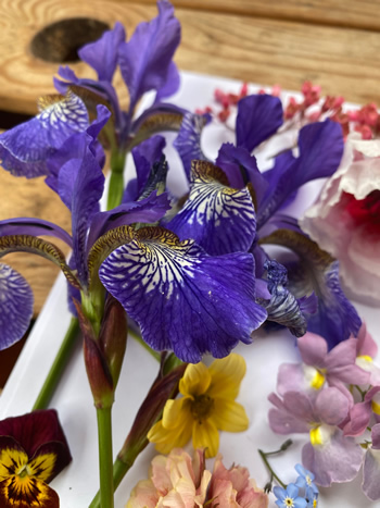 Close up of blue flag irises with other flowers in the background
