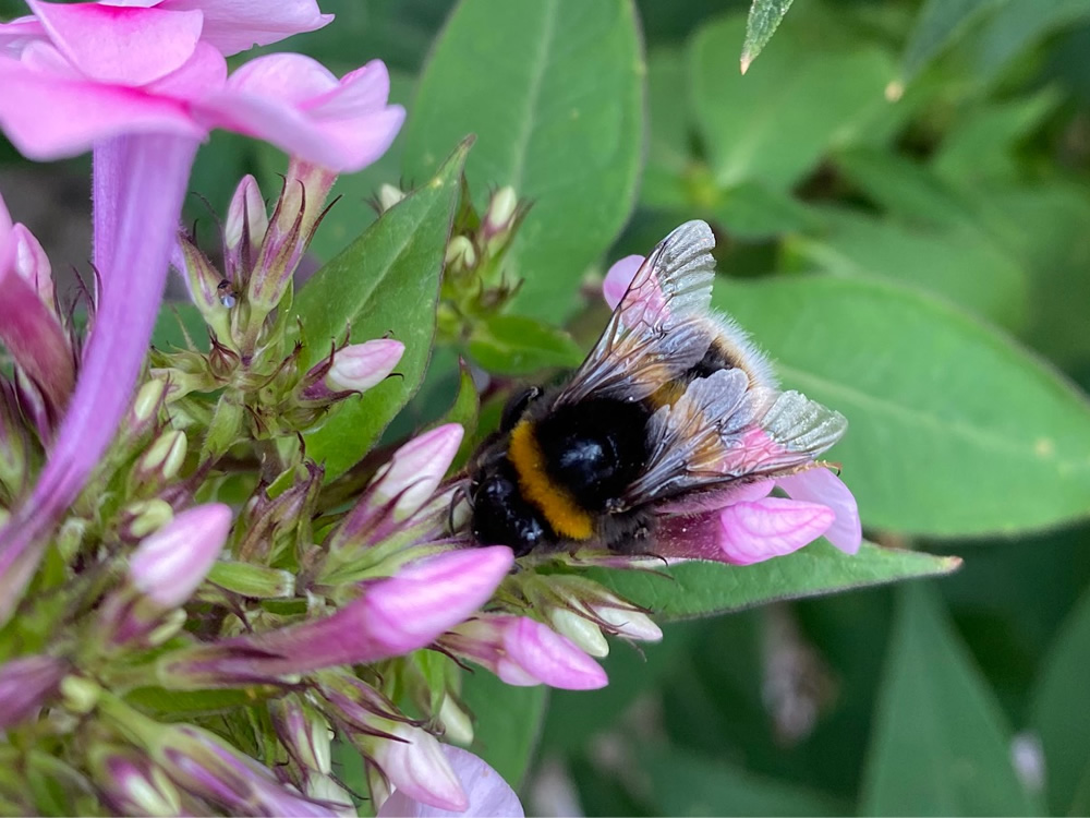 Bumble bee on phlox flowers