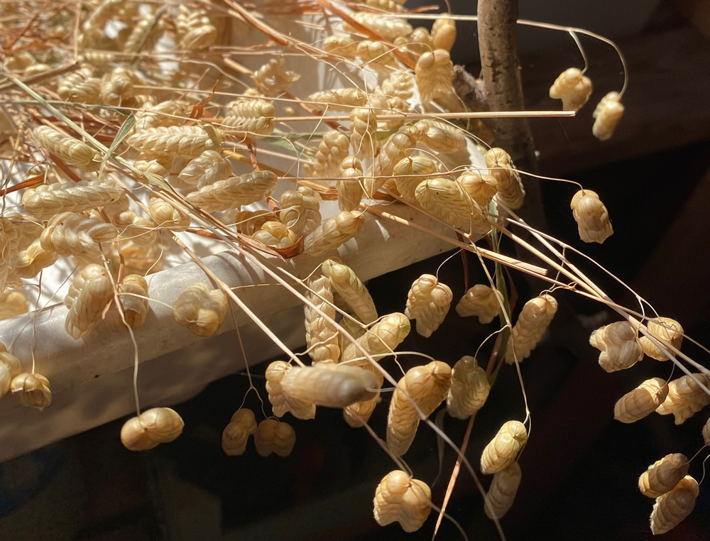Cut quaking grass dried and shining in the sun