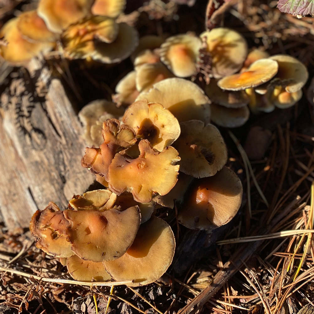 Fungi growing on a log in autumn sunlight