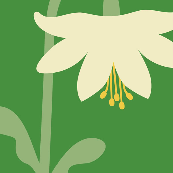 GCJ-aquilegia-1 An illustrated white aquilegia flower on a green background