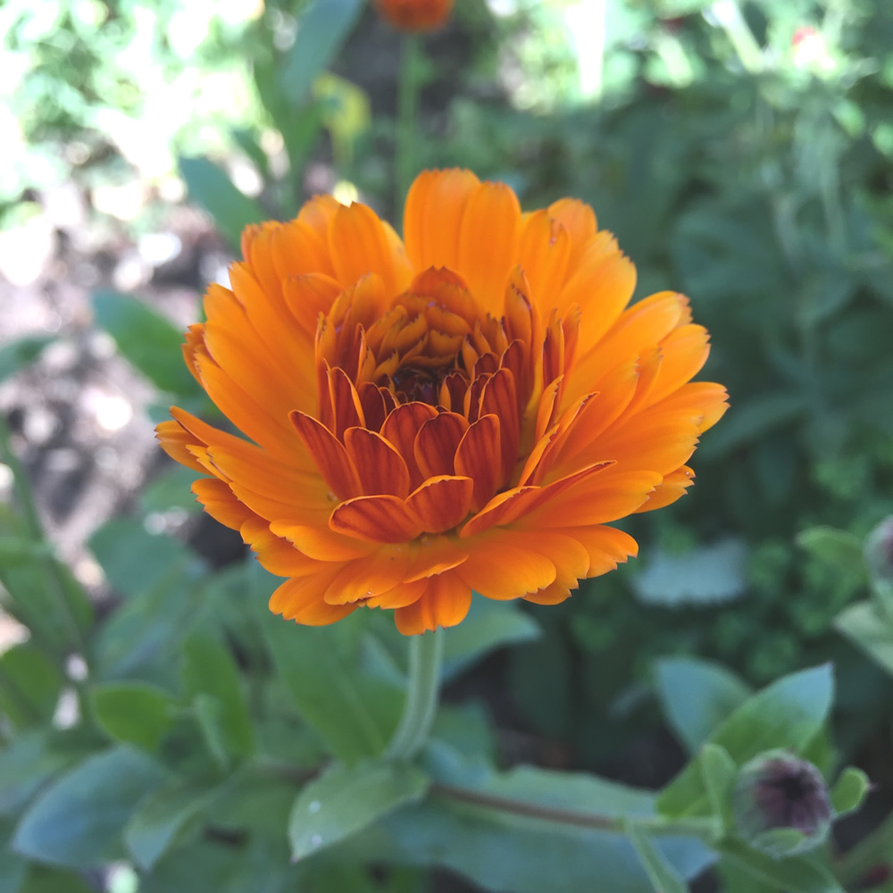 Calendula