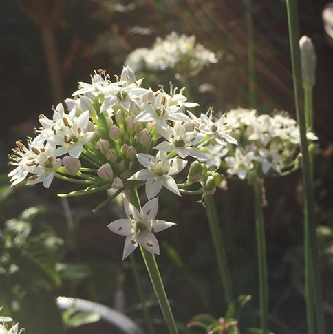Garlic chives