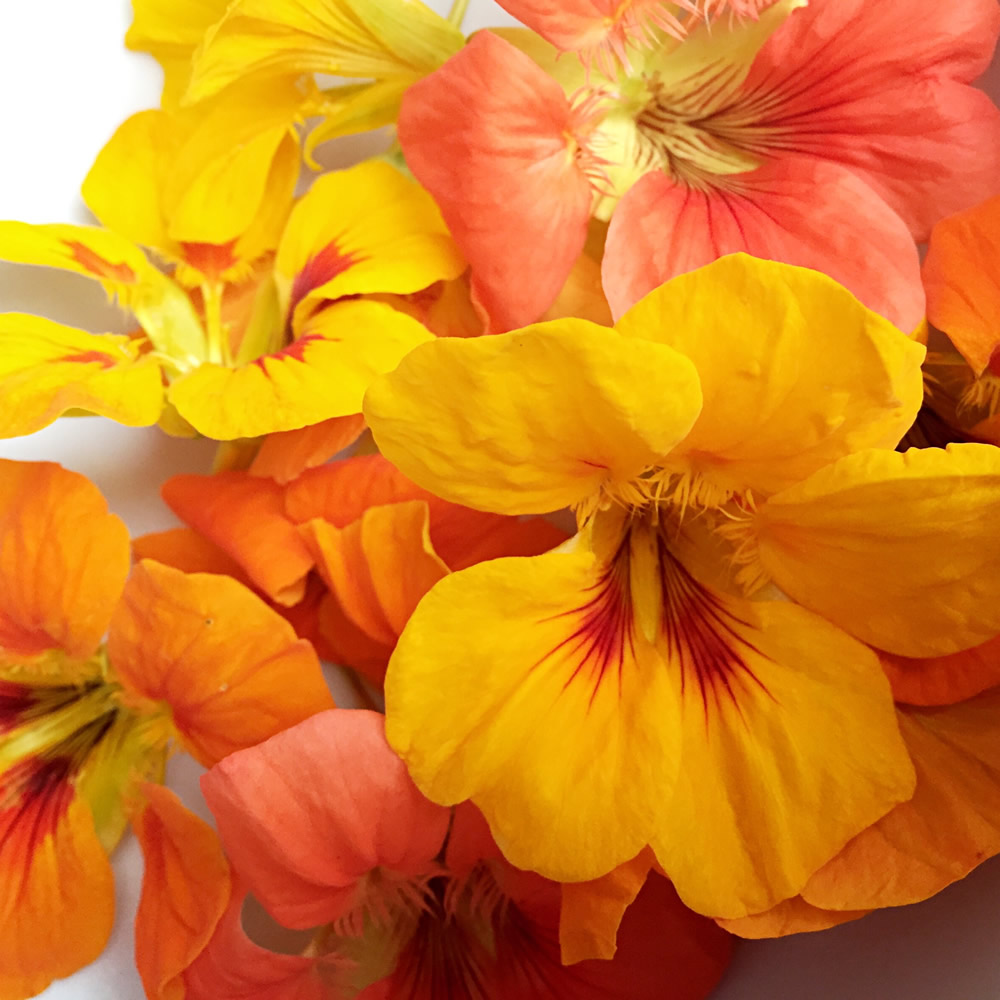 Nasturtiums