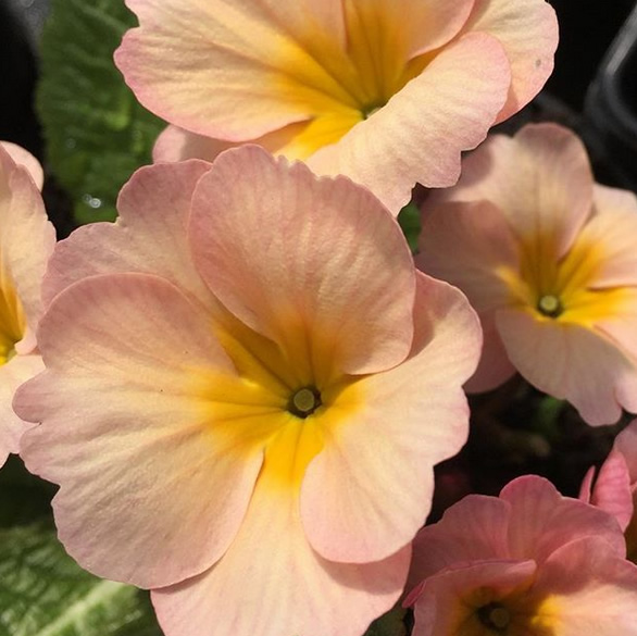Apricot primroses