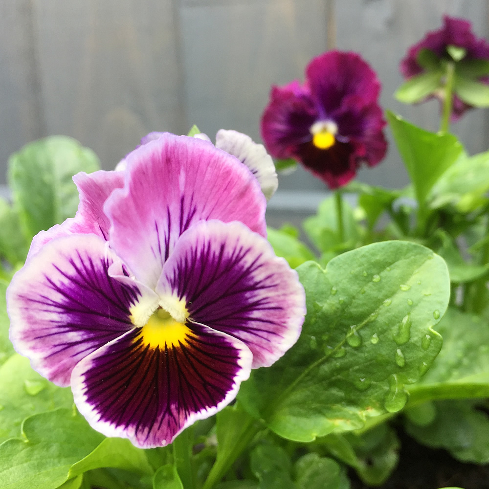 Purple pansies